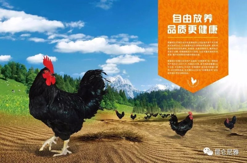 昆仑尼雅